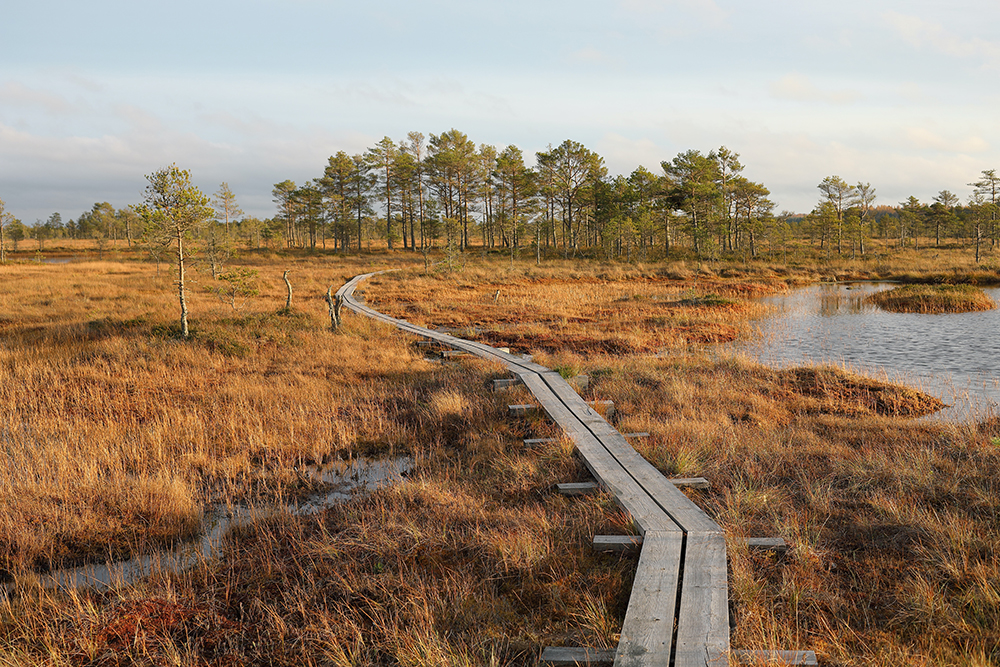 Ein Moor