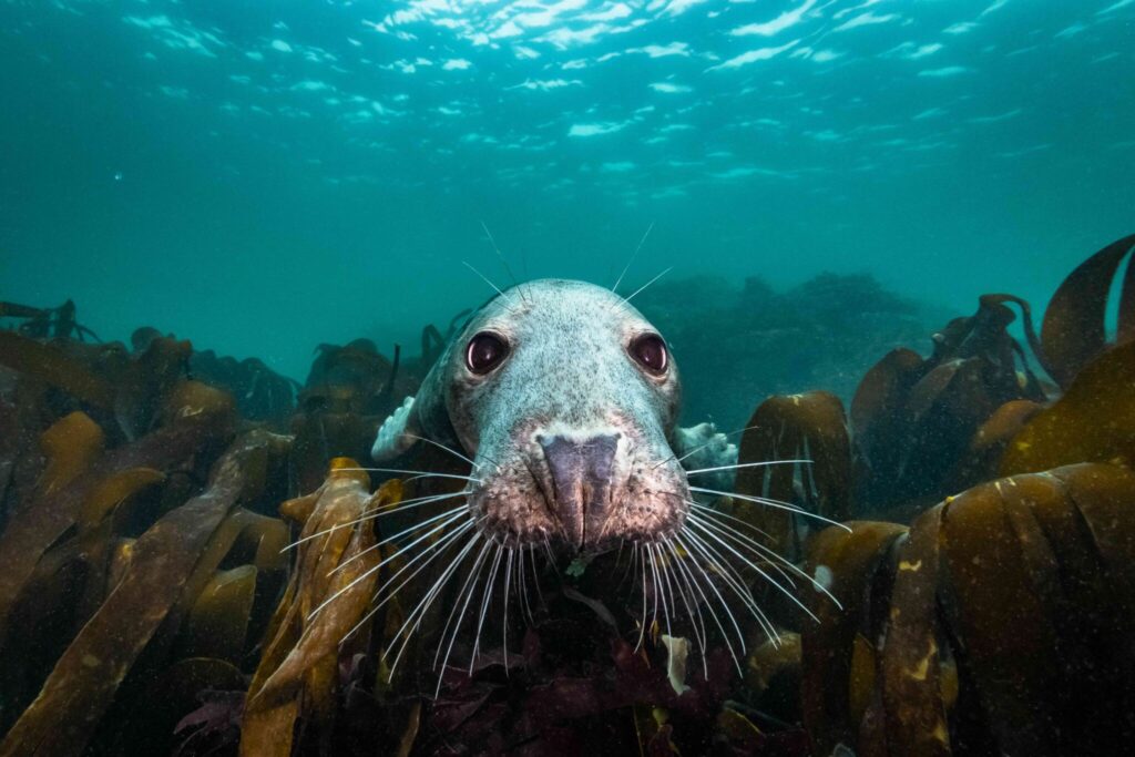 Auf dem Bild wird eine Unterwasser-Ansicht gezeugt, bei der zentral im Bild eine Robbe den Betrachter anschaut, im Hintergrund sind Algen zu sehen, sowie die Wasseroberfläche von unten.
